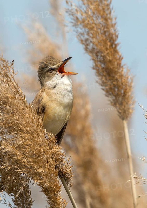 Acrocephalus arundinaceus, Brandenburg, Germany, throttle warbler, great reed warbler, nabu project, national natural heritage, natural paradise Grünhaus, post-mining landscape, birds, call, song, green house, high size, portrait format, passeri, call, singing, songbirds, birds, warbler
