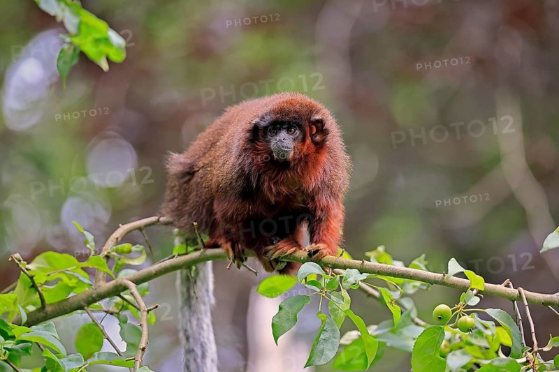 Coppery titi (Plecturocebus cupreus, syn.: Callicebus cupreus), adult, alert, tree, South America