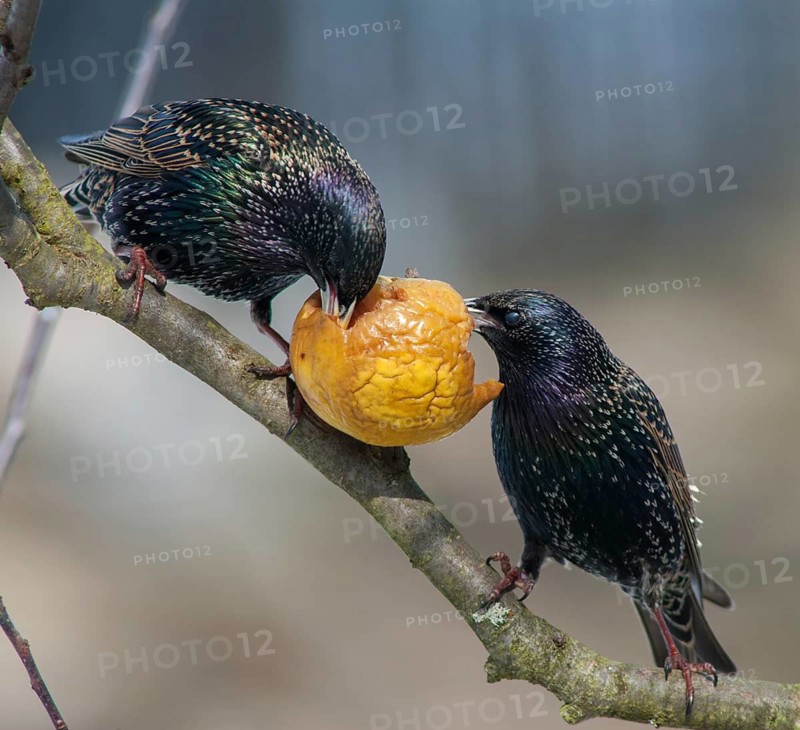 Starling, Sturnus vulgaris, Birds, Garden, Garden, Passeri, Songbirds, Birds