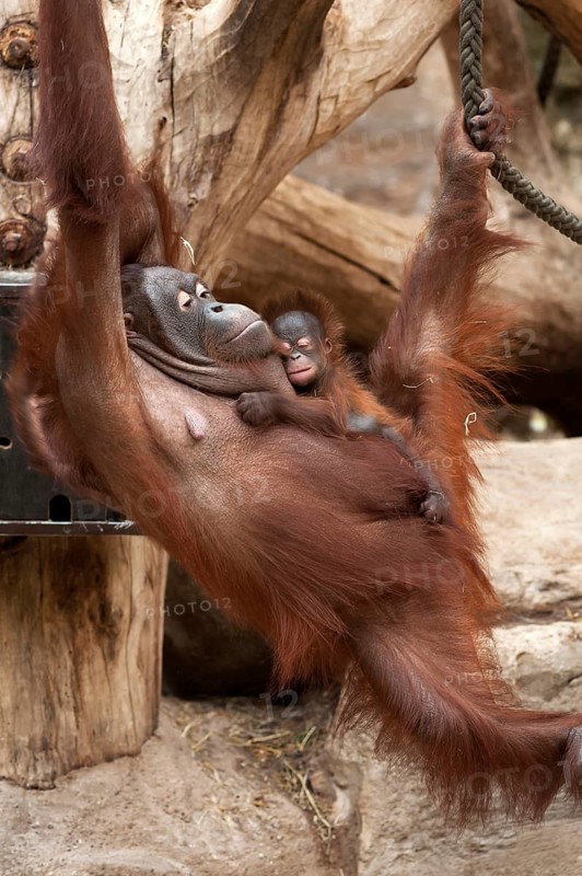 Urangutan (Pongo pygmaeus) with her cub in her arms, captive, Germany