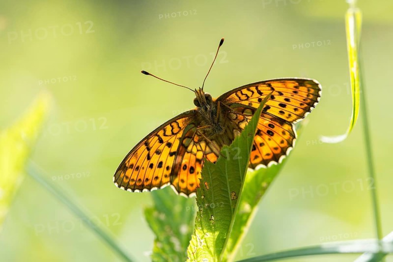 Brenthis Ino, Lesser Marbled Fritillary, Meadowsweet Pearl Butterfly, Purple Silver Butterfly, Insects, Butterfly, Butterfly, Butterflies