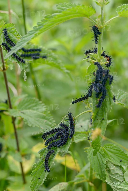 Aglais io, Inachis io, Nymphalis io, peacock, peacock, butterfly, high size, portrait, inchworm, insects, caterpillar, butterfly, butterfly, butterflies