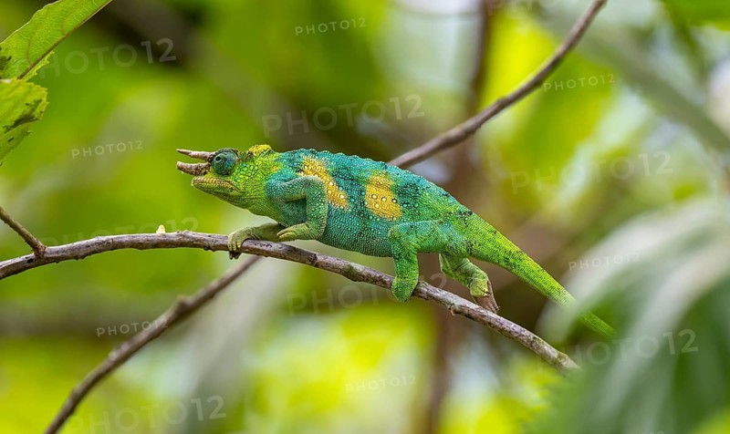 Three-horned chameleon (Trioceros jacksonii), male, between leaves on a branch, Bwindi Impenetrable Forest National Park, Uganda