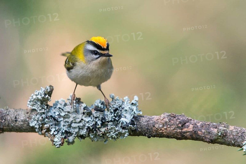 Common firecrest, golden chickens, regulus ignicapillus, golden chickens, birds, passeri, songbirds, songbirds, birds