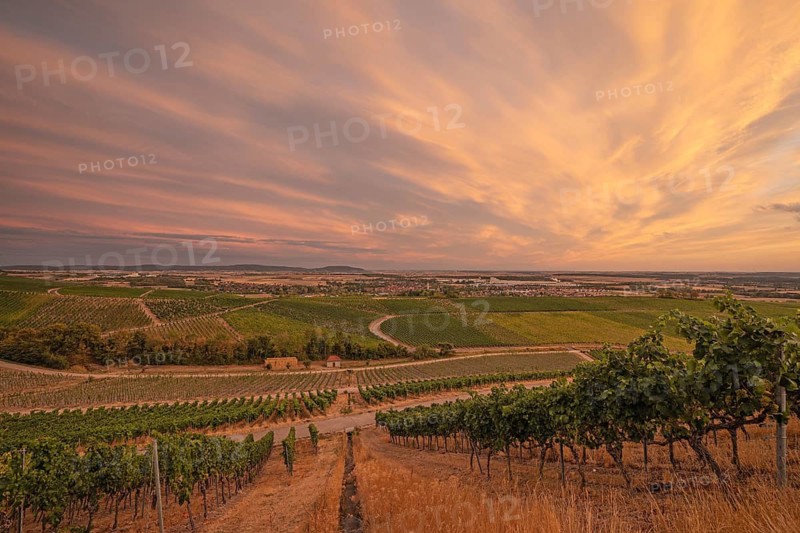 20 August 2026, Panoramic view over vineyards looking towards the town at sunset in Iphofen, Bavaria, Germany