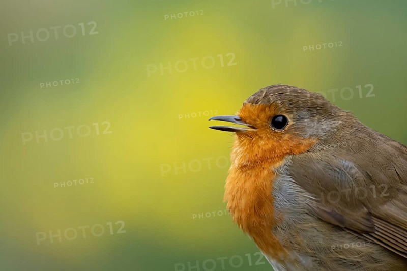 European robin (Erithacus rubecula) adult garden bird singing in spring, England, United Kingdom