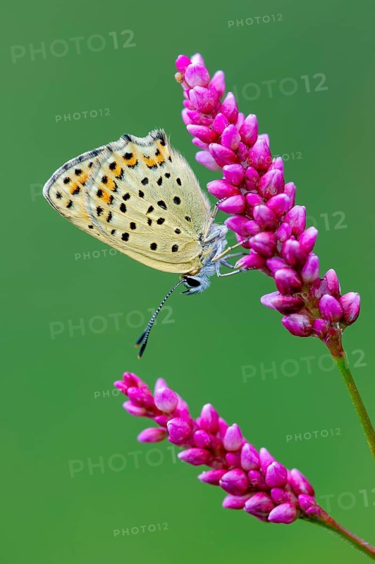 Sooty Copper (Lycaena tityrus), Oldenburg Münsterland, Goldenstedt, Lower Saxony, Germany