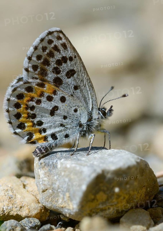 Chequered blue, midget blue, Scolitantides Orion, butterfly, high size, portrait format, insects, butterflies, butterflies, butterflies