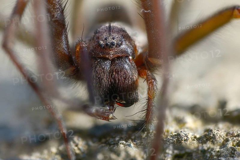 Dustbunny spider, eratigena atrica, eratigena atrica cf., large house angle spider, house spider, house funnel spider, cellar spider, tegenaria atrica, angle spider, spider, spiders