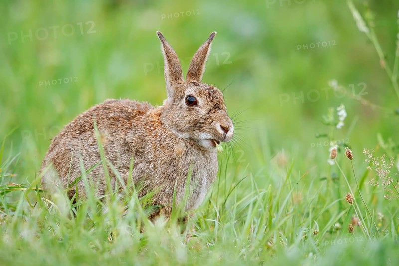 Wild rabbit (Oryctolagus cuniculus) sitting feeding in a meadow, North Rhine-Westphalia, Germany