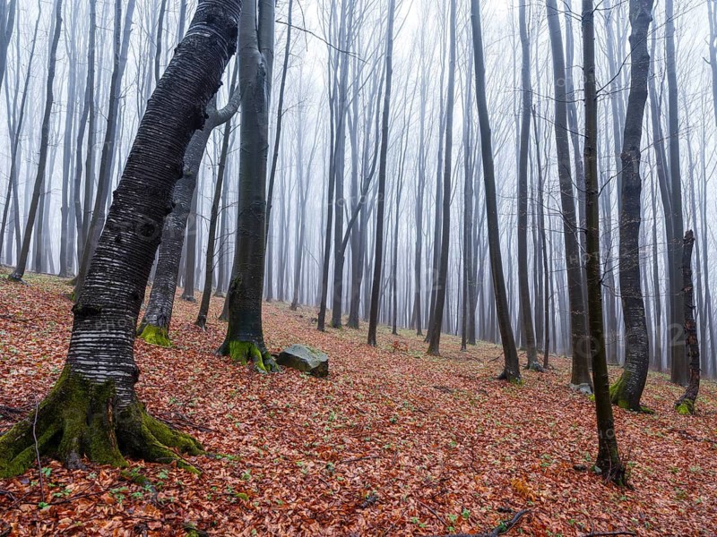 Bare trees in fog, Maramures, Romania