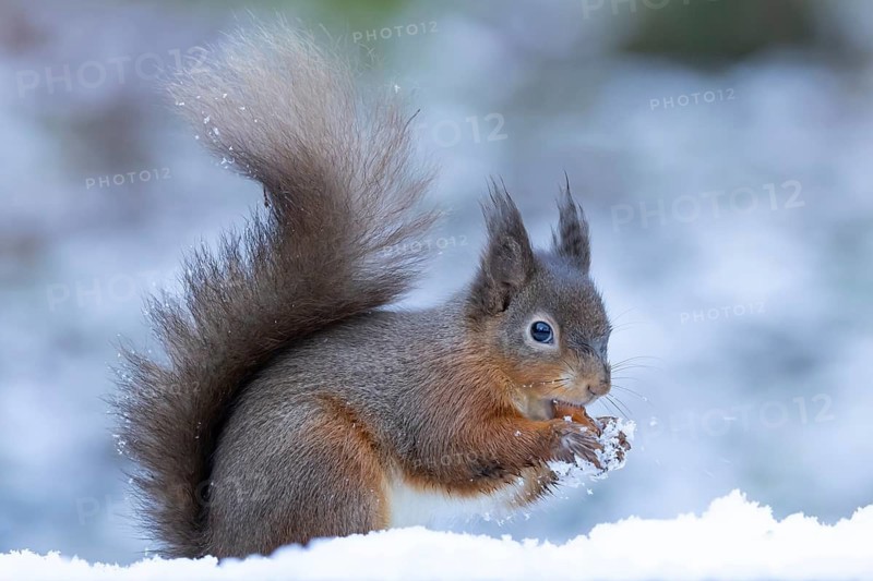 Red squirrel (Sciurus vulgaris) adult animal eating a nut in snow in winter, England, United Kingdom