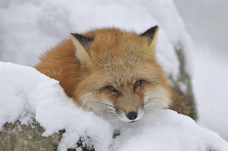 Red fox, animal, animals, beast of prey, beasts of prey, camera view, eye contact, canids, carnivores, carnivores, carnivores, an animal, individual animal, single animal, eye contact, mythical animal, fauna, fauna of Germany, fauna of Germany, frontal, frontal view, fox, foxes, furred game, game animals, ground game, head and portrait, head and shoulders portraits, head shot, head shots, headshots, portrait format, dog-type, season, seasons, head and shoulder portrait, head and shoulder portraits, looking at camera, looking toward camera, mammal, mammals, one animal, portrait, portrait photography, portrait photo, portrait photos, portraits, portrait, portrait photography, portrait photography, portrait photo, portrait photos, portraits, predator, predators, predators, predators, predators, predators, predators, predators, red foxes, mammal, mammals, snow, season, seasons, single animal, single animals, snow, animal, animals, vertical format, from the front, front
