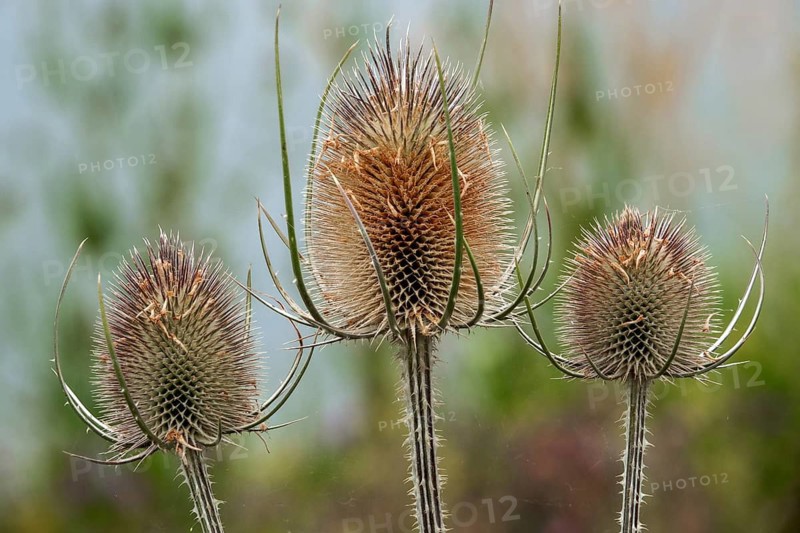 Wild teasel (Dipsacus fullonum), Baden-Württemberg, Germany