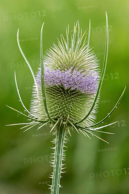 Wild teasel (Dipsacus fullonum), in flower, Baden-Württemberg, Germany