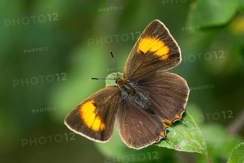 Birch tip, kidney spot, thecla betulae, brown hairstreak, butterfly, female, insects, butterfly, butterflies, butterflies, female