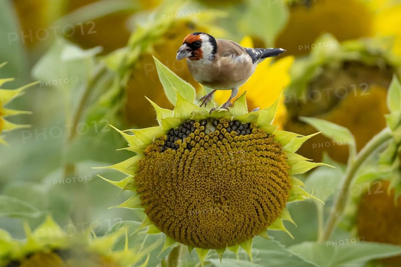 European goldfinch (Carduelis carduelis) adult garden bird feeding on sunflower plant seeds in summer, England, United Kingdom