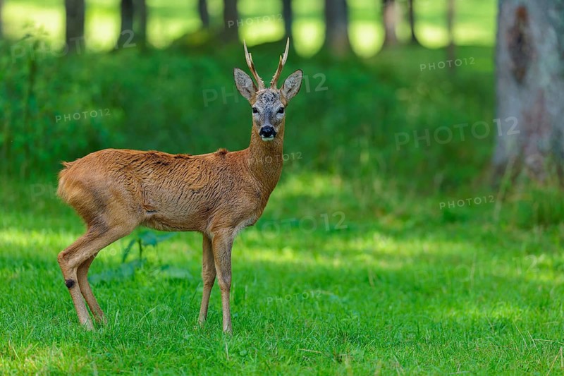 A roe buck (Capreolus capreolus) stands attentively in a green meadow at the edge of the forest on a sunny day. Bavaria, Germany