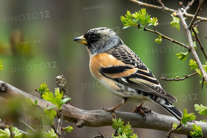 Mountain finch, brambling, fringilla montifringilla, birds, passeri, songbirds, birds
