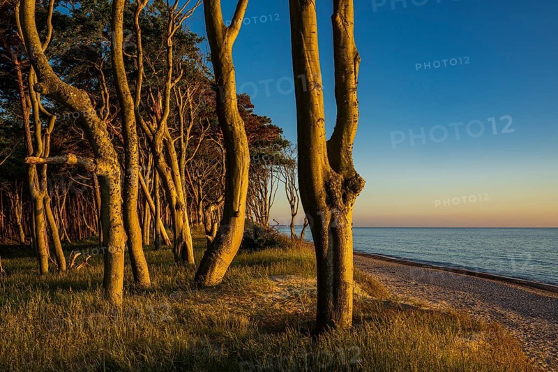 Pines on the western beach of Darß, sunset, Fischland, Darß, Zingst, Ahrenshoop, Mecklenburg-Western Pomerania, Germany