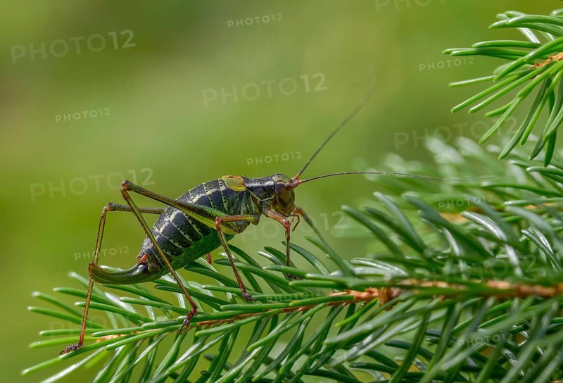 Barbitistes constrictus, eastern saw-tailed bush cricket, softwood sabre, grasshopper, grasshopper, grasshopper