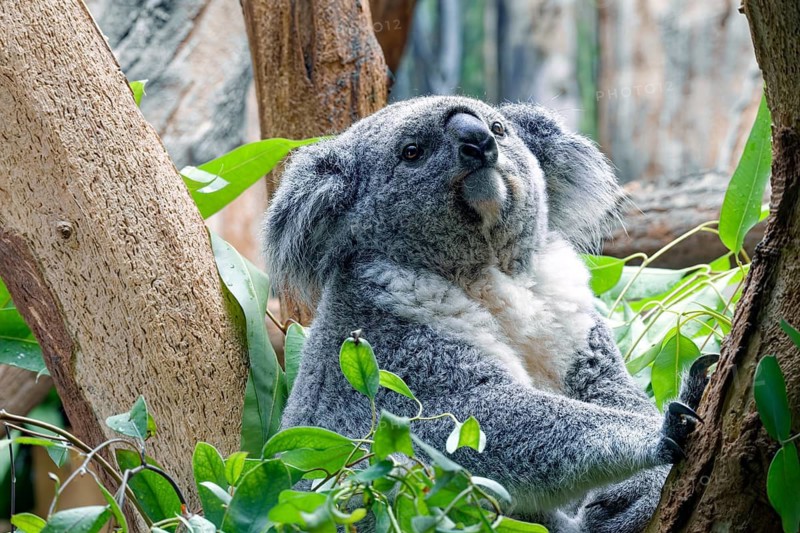 Animal portrait, koala (Phascolarctos cinereus), marsupial, Australian fauna, captive, distribution: eastern Australia