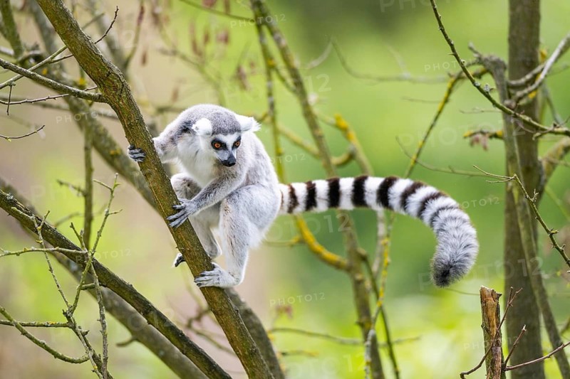 Ring-tailed lemur (Lemur catta) climbing in a tree, captive, Germany