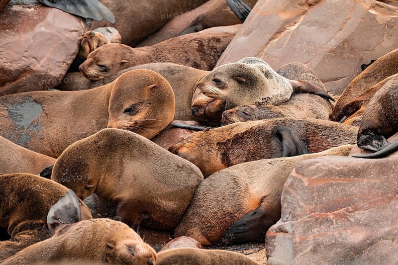 Seal colony, fur seal, Cape fur seal (Arctocephalus pusillus), Cape Cross, Atlantic coast, Namibia