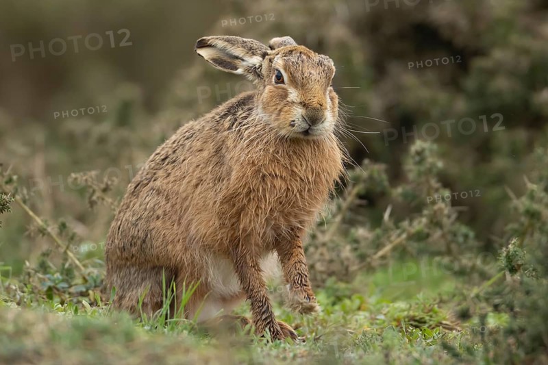 European brown hare (Lepus europaeus) adult animal in grassland, England, United Kingdom