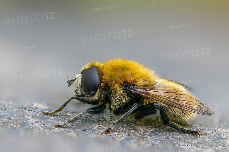 Common daffodil hoverfly, large narcissus fly, merodon equestris, narcissus bulb fly, onion hoverfly, diptera, insects, hoverfly, two-winged