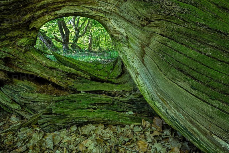 Baum im Urwald Baumweg, Höltinghausen, Emstek, Lower Saxony, Germany