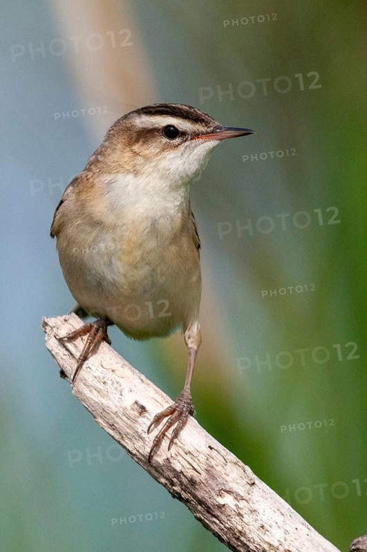 Acrocephalus Schoenobaenus, Sedge Warbler, Birds, High Size, Portrait, Passeri, Songbirds, Birds, Warblers
