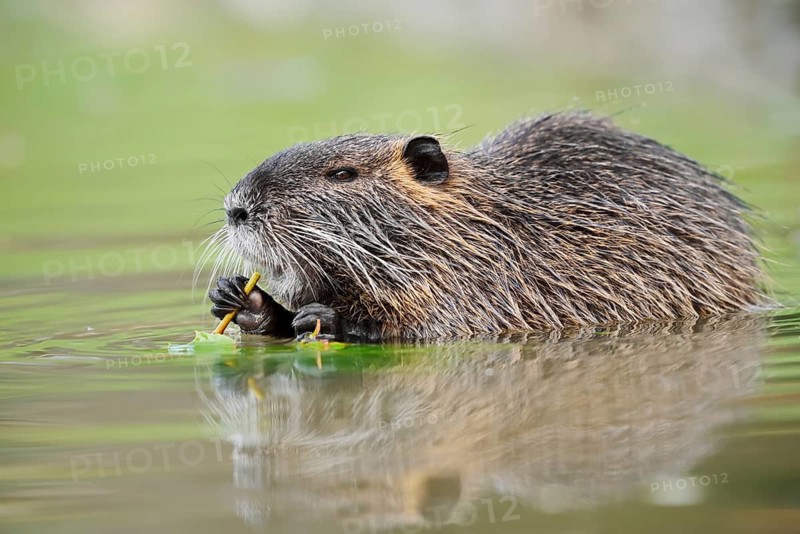 A nutria, beaver rat or swamp beaver (Myocastor coypus) is sitting in the water eating leaves, North Rhine-Westphalia, Germany, an invasive species in Europe