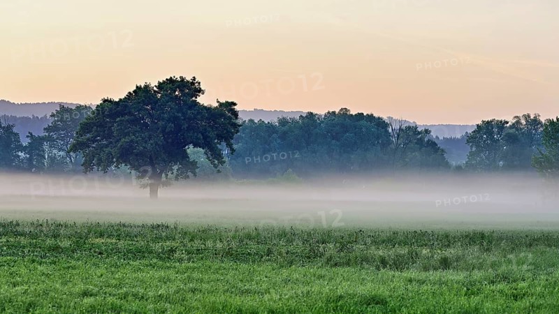 Early fog in the Schoren nature reserve, Mühlau, Canton of Aargau, Switzerland