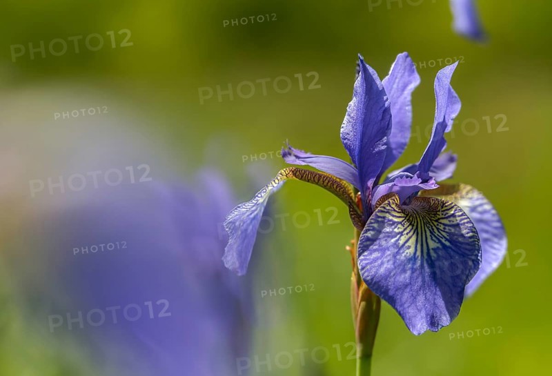 Blue iris, iris sibirica, Siberian flag, Siberian iris, Siberian iris, meadow iris, flora, plants, plants