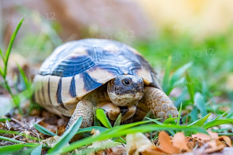 Hermann's tortoise (Testudo hermanni) walking on the ground, wildlife, Sardinia, Italy