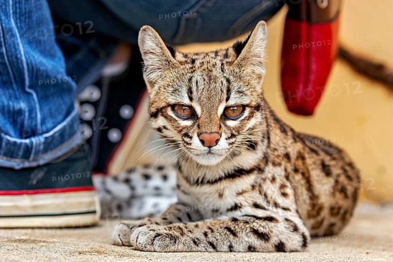 A cat is sitting next to a person and looking straight at the camera, a tiger cat in an enclosure in Petrolina, Brazil (Leopardus tigrinus)