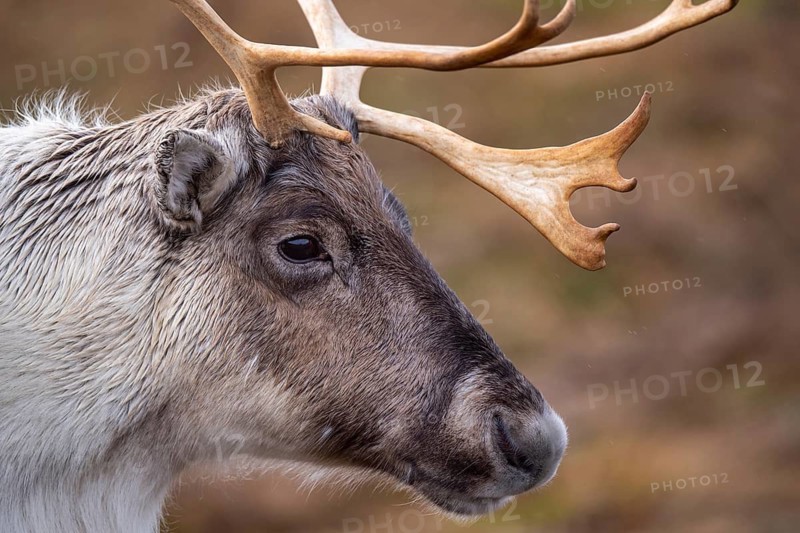 Reindeer (Rangifer tarandus) in the Cairngorm Mountains in the Scottish Highlands, Aviemore, Scotland, United Kingdom