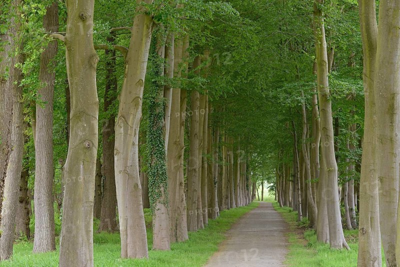 Tree-lined avenue, deciduous trees, European beech (Fagus sylvatica), Lütetsburg Castle Park, East Frisia, Lower Saxony, Germany