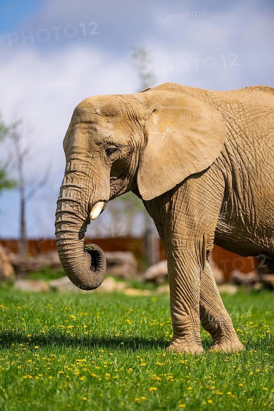African bush elephant (Loxodonta africana) on a meadow, captive, distribution Afrika