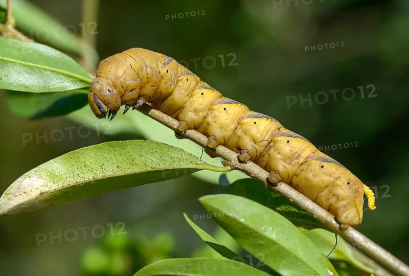 Acherontia atropos, death's-head hawkmoth, greater death's head hawkmoth, sphingidae, skull swarmers, inchworm, insects, moths, moths, moths, moths, caterpillar, butterflies, swarmers, in front of pupation