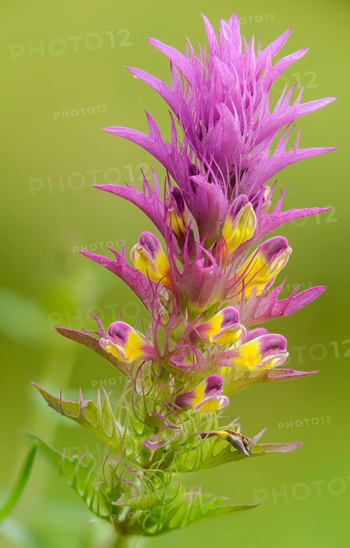 Field quail wheat, brown root family, melampyrum arvense, orobanchaceae, scrophulariaceae, summer root family, quail wheat, field cow wheat, flora, high size, vertical format, plants