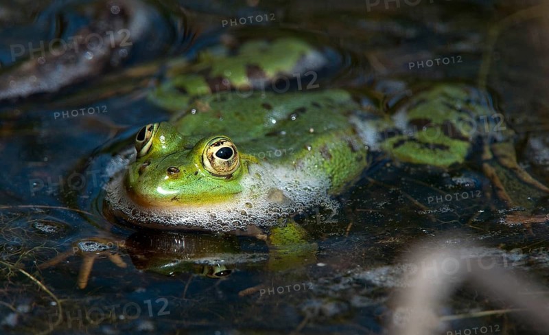 Green frog, pelophylax spec., rana spec., water frog, amphibians, amphibians, frog, frog, frogs, amphibians