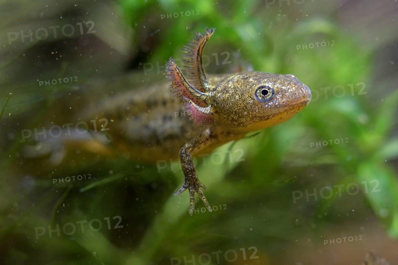 Great Crested Newt, Crested Newt, Northern Crested Newt, Triturus Cristatus, Amphibians, Amphibians, Larva, Larva, Amphibian, Northern Crested Newt, Warty Newt