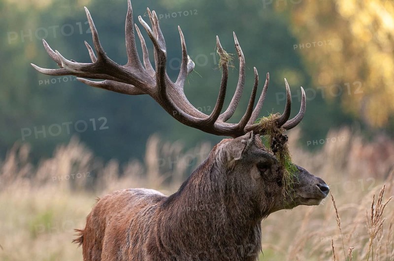 Artiodactyla, Cervus Elaphus, even-toed ungulate, cloven-hoofed, red deer, red deer, rotting, deer, mammals, mammals