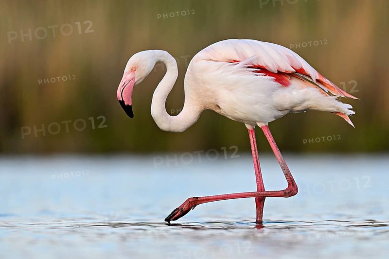 A greater flamingo (Phoenicopterus roseus), standing in the water, Camargue Regional Nature Park, southern France