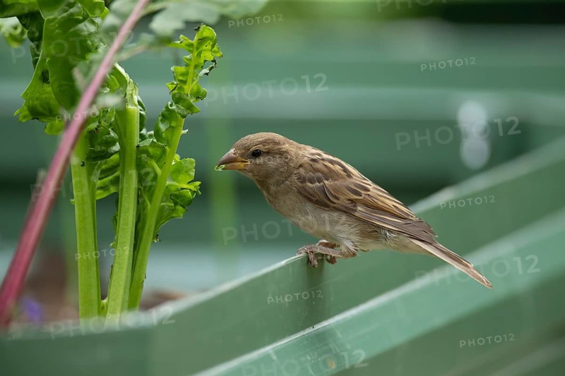 House sparrow (Passer domesticus) adult garden bird feeding on a Swiss chard vegetable plant, England, United Kingdom