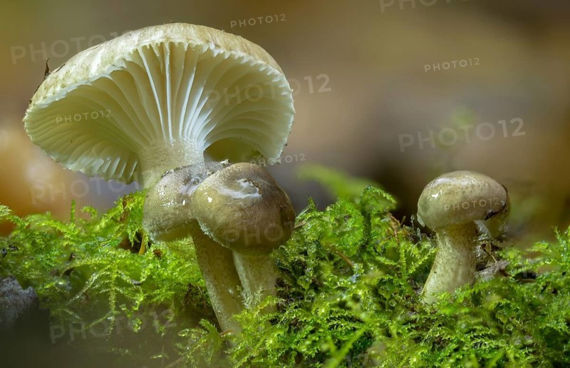 Black-spotted waxy cap, hygrophorus odoratus, hygrophorus pustulatus, pustular snail, snail, black-spotted snail, fungi, fungi
