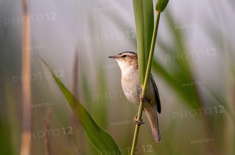 Acrocephalus Schoenobaenus, Sedge Warbler, Birds, Passeri, Songbirds, Birds, Warbler