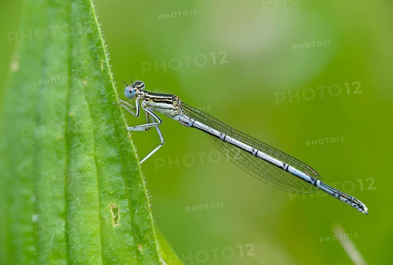 Azure damselfly, blue feather dragonfly, platycnemis pennipes, white-legged damselfly, damselflies, dragonflies, insects, dragonflies, odonata, zygoptera